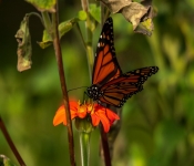 2020 09 13 LongFellowGardens 040